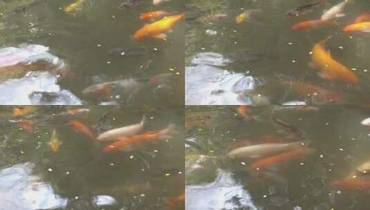 锦鲤在肮脏的池塘里高清在线视频素材下载