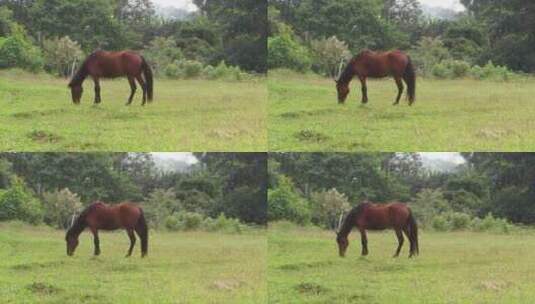 马在地上吃草高清在线视频素材下载