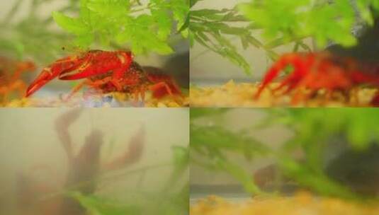 水下龙虾水草水底动物美食高清在线视频素材下载