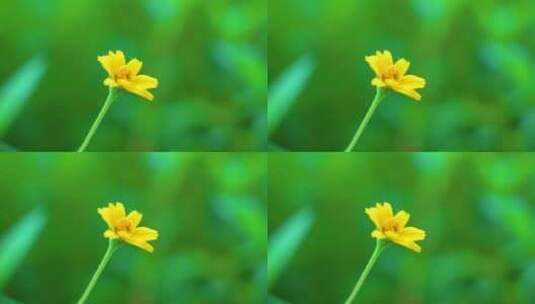 唯美画面鲜花朵朵小菊花高清在线视频素材下载