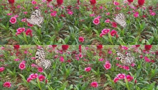 蝴蝶标本美丽蝴蝶高清在线视频素材下载