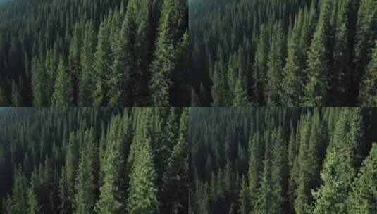 航拍无人机飞越森林松树树梢高清在线视频素材下载