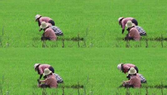 实拍4k炎热夏季水稻种植高清在线视频素材下载