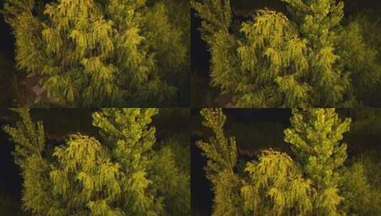 灯光下的树和城市夜景高清在线视频素材下载