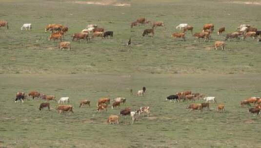 一群在草地上吃草的奶牛高清在线视频素材下载