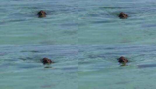 狗狗在湖里游泳高清在线视频素材下载