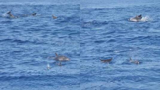 一群跳出蓝色海面的海豚高清在线视频素材下载