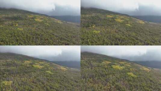 航拍秋季雨雾中的大兴安岭原始森林高清在线视频素材下载