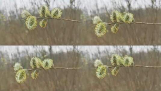 开花的柳枝在模糊的树枝背景上。高清在线视频素材下载