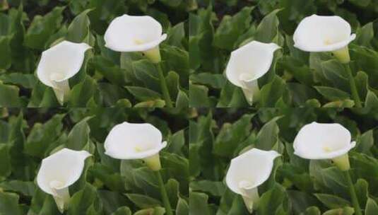 两朵白色马蹄莲花高清在线视频素材下载