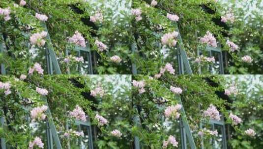三角梅鲜花花朵微距特写高清在线视频素材下载
