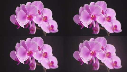 美丽的紫色蝴蝶兰花高清在线视频素材下载