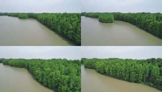 上海奉贤海湾国家森林公园高清在线视频素材下载