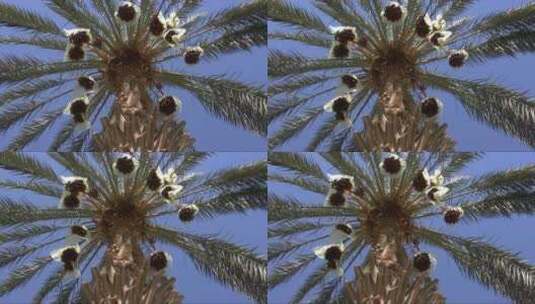 棕榈树 (2)高清在线视频素材下载