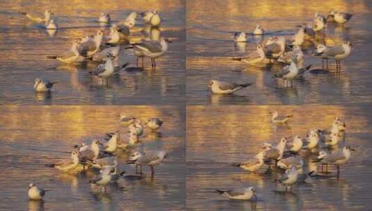 昆明冬天滇池公园湖上的成群的红嘴鸥高清在线视频素材下载