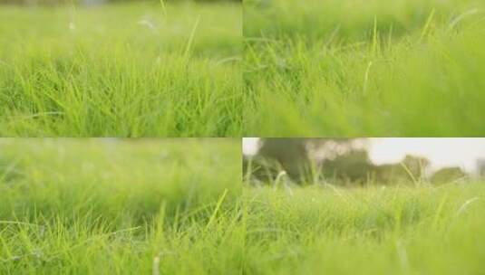 【原创】小草清新草地绿色绿草高清在线视频素材下载