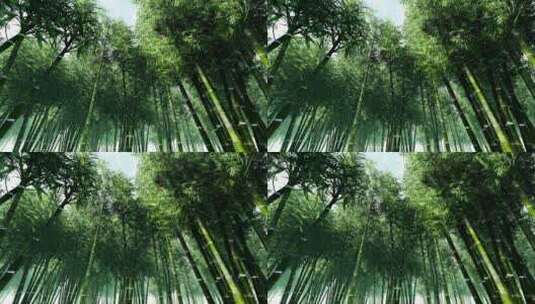场景-树林-竹林高清在线视频素材下载