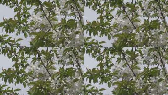 开满鲜花的枝头高清在线视频素材下载