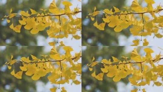 秋季银杏叶空镜高清在线视频素材下载