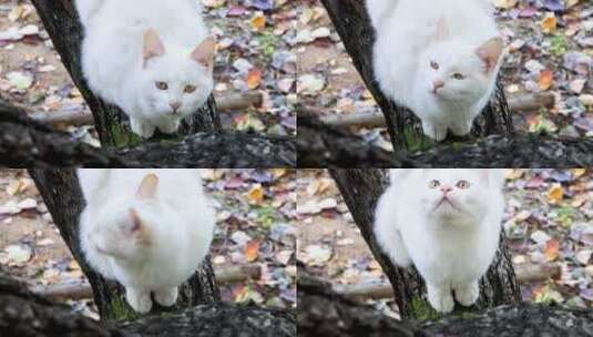 田园猫农村土猫白猫高清在线视频素材下载