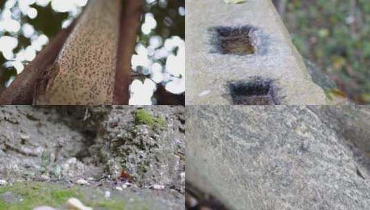 光斑树干青苔小鸟蚂蚁水洼竹林唯美空镜头高清在线视频素材下载
