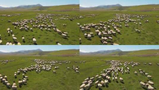 航拍新疆巴音布鲁克草原牧民放养的羊群高清在线视频素材下载