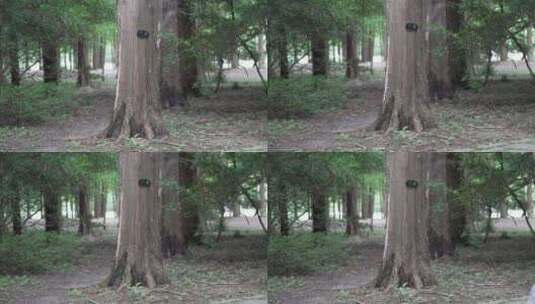 水杉林自然风光高清在线视频素材下载