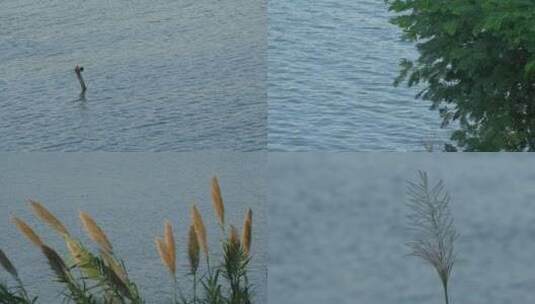 江边芦苇植物唯美花草江水波浪傍晚高清在线视频素材下载