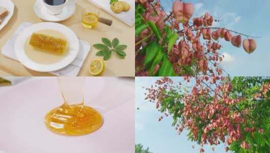 蜂蜜合集高清在线视频素材下载