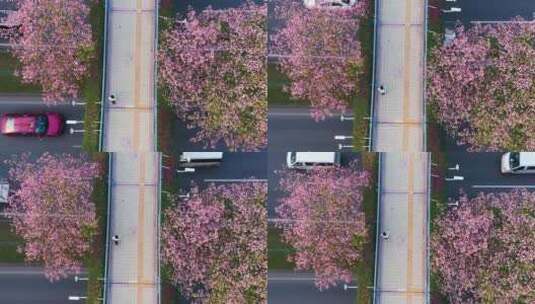 广州海珠区大塘异木棉-12高清在线视频素材下载
