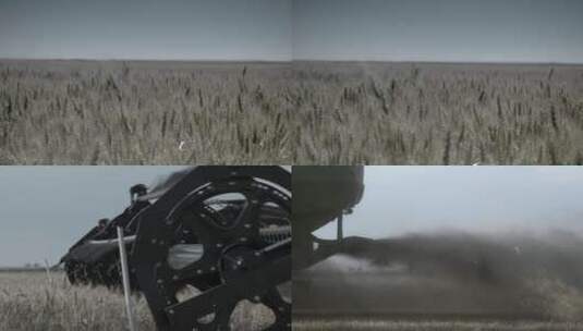 小麦收割高清在线视频素材下载
