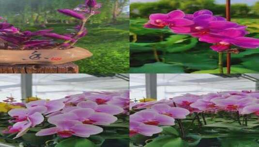 花卉绿植 室内植物高清在线视频素材下载