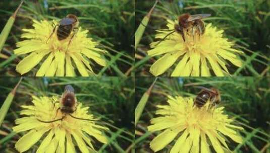 蜜蜂采蜜微距实拍特写高清在线视频素材下载