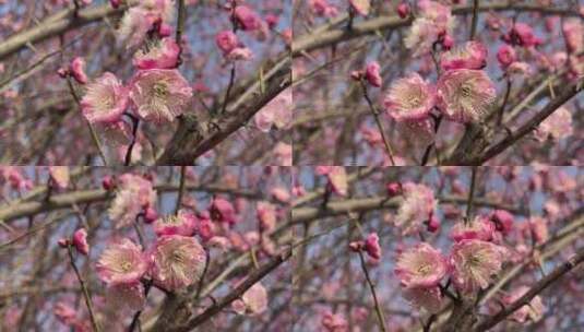 春天盛开的花朵微距高清在线视频素材下载