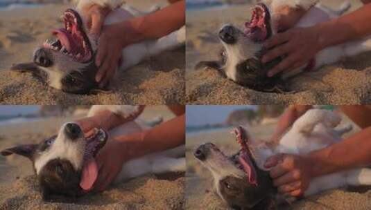 狗仰卧在沙滩上和主人玩耍高清在线视频素材下载