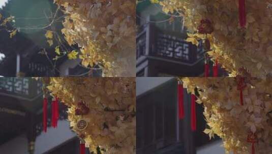 春节新年红绸带挂在金黄色银杏树上高清在线视频素材下载