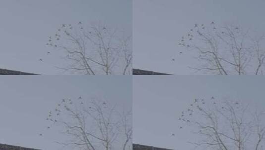 四合院鸽子 北京鸽哨 北京文化高清在线视频素材下载