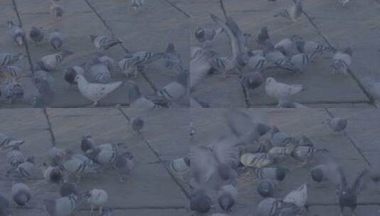 故宫天空飞翔的鸽子 北京人文开场高清在线视频素材下载