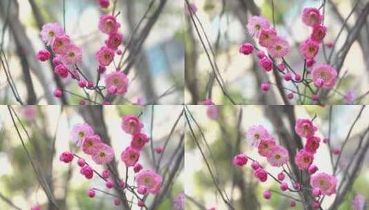 春季红色梅花景观高清在线视频素材下载