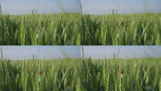 五月的麦田麦穗特写镜头一只瓢虫在麦芒高清在线视频素材下载