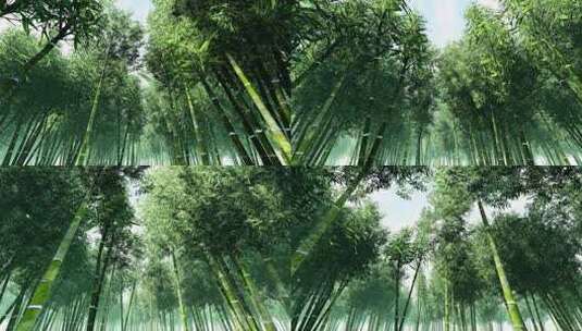 美丽的竹林高清在线视频素材下载