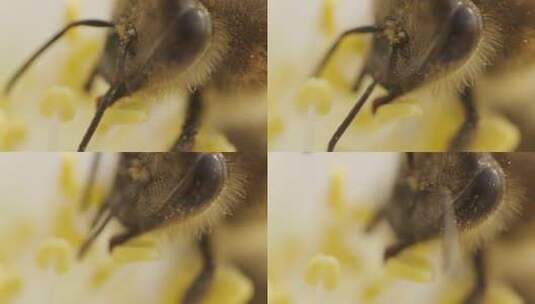 蜜蜂采蜜实拍特写身体部位高清在线视频素材下载