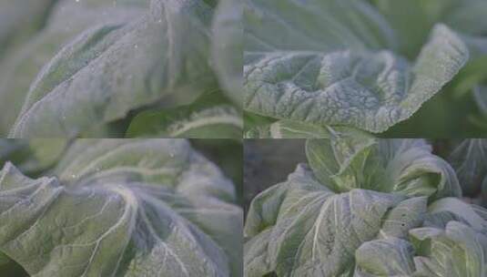 冬天农家菜地青菜叶上打霜冰晶高清在线视频素材下载