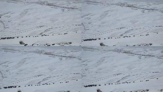 青藏高原那曲那根拉山口大雪中迁徙的牦牛群高清在线视频素材下载