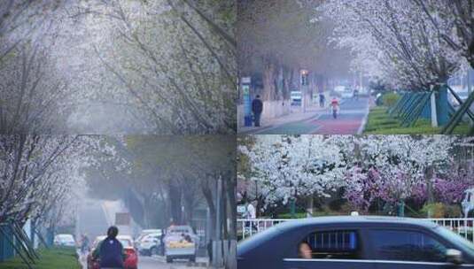 威海市高新区世昌大道路边盛开的樱花高清在线视频素材下载