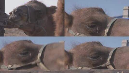 Y1内蒙古乌兰察布四子王旗骆驼眼部特写高清在线视频素材下载