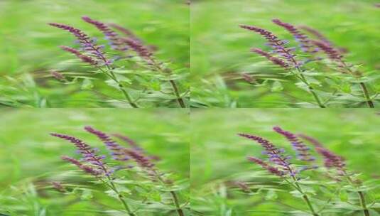 4K植物素材——鼠尾草高清在线视频素材下载