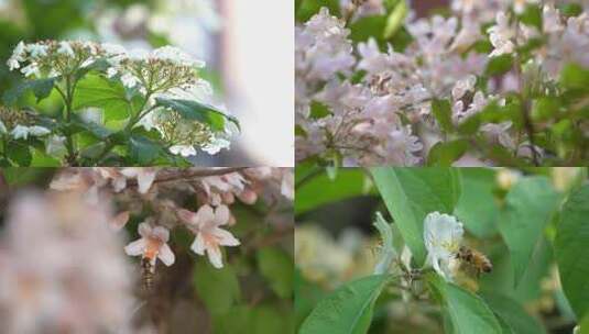 春天鲜花盛开蜜蜂采蜜高清在线视频素材下载