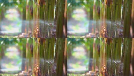 香蕉树香蕉园喷水喷洒灌溉系统高清在线视频素材下载