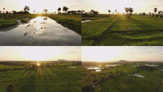 FPV航拍绿色稻田上的日出日落希望的田野上高清在线视频素材下载